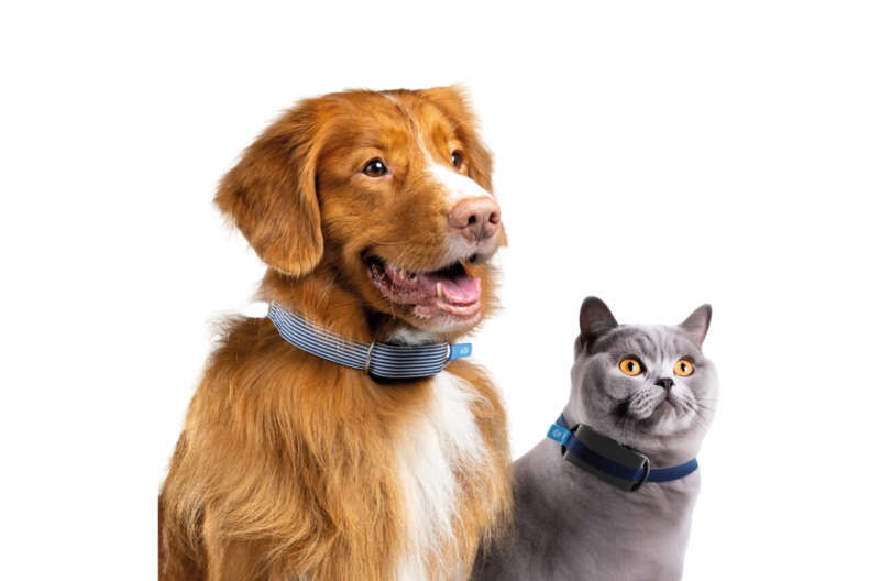 Invoxia Minitailz Pet Tracker on a collar of a dog and a cat