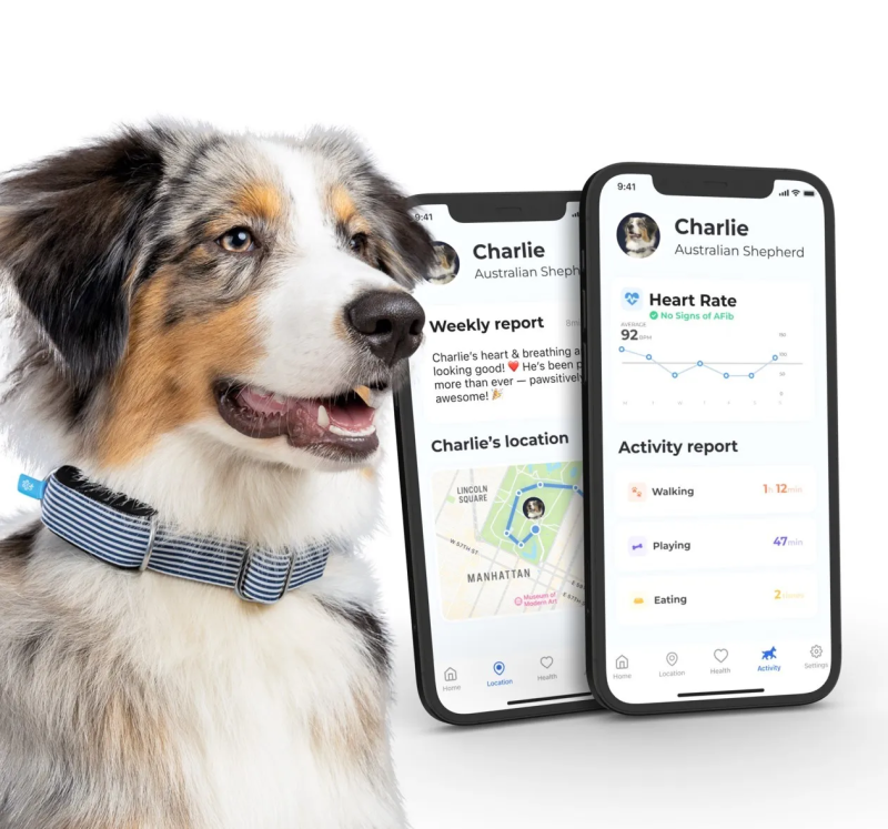 Close-up of Invoxia Minitailz tracking your pet's health